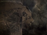 All Images are © Susan May Tell. All Rights Reserved. No reproduction without written authorization of Susan May Tell.