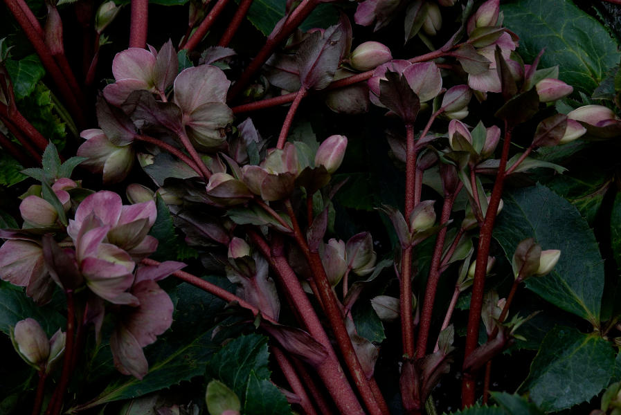  : A TAPESTRY: Ode to Lyrical Nature : SUSAN MAY TELL: Photographs of Space, Silence & Solitude