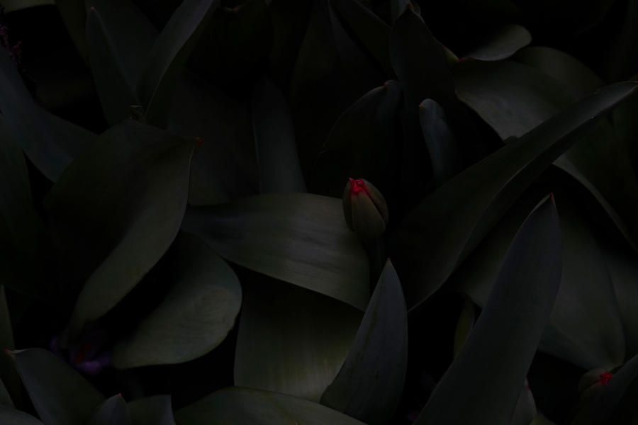 Two Lips : A TAPESTRY: Ode to Lyrical Nature : SUSAN MAY TELL: Photographs of Space, Silence & Solitude