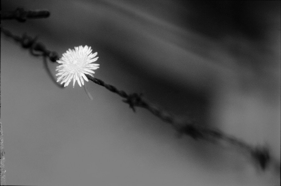 Untitled 16 : A Requiem: tribute to the spiritual space at Auschwitz : SUSAN MAY TELL: Photographs of Space, Silence & Solitude